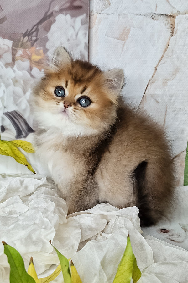 A fluffy british longhair kitten with golden ticked fur and striking blue eyes sitting on soft white fabric