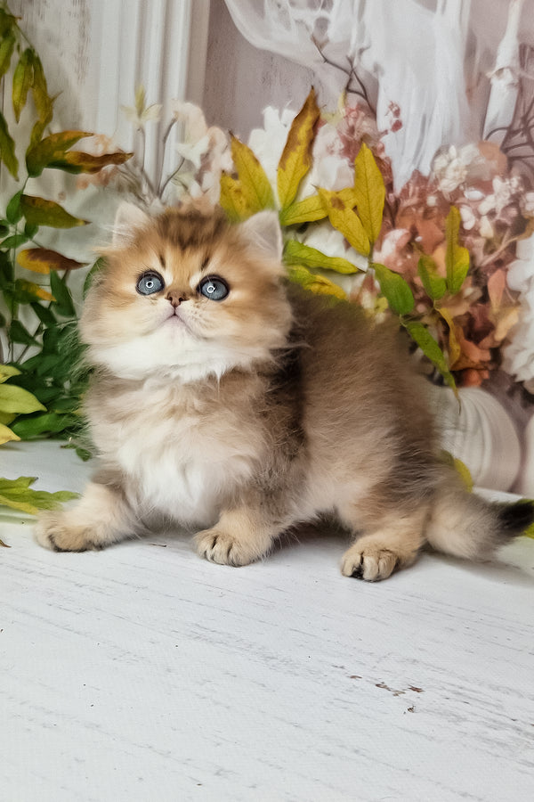 A fluffy golden british longhair kitten with striking blue eyes sitting on a white surface showcasing purebred kitties