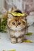 Kiss | British Longhair Kitten