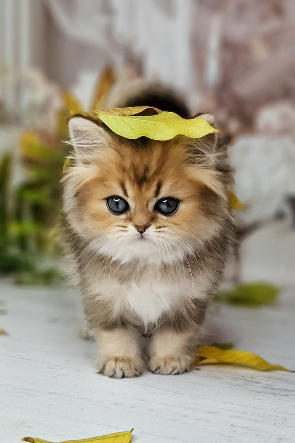 A fluffy british longhair kitten with golden fur, blue eyes, white chest, and a yellow leaf on its head