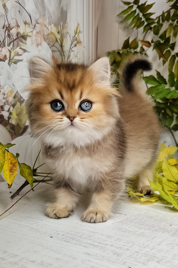 Kiss | British Longhair Kitten