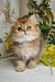 Kiss | British Longhair Kitten