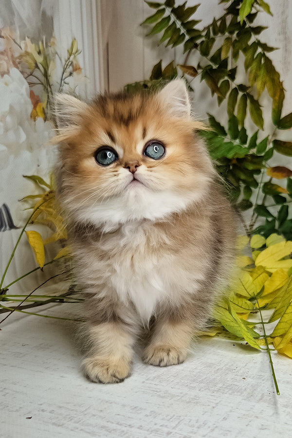 A fluffy british longhair kitten with golden fur blue eyes and a white chest sitting in greenery perfect purebred kitties
