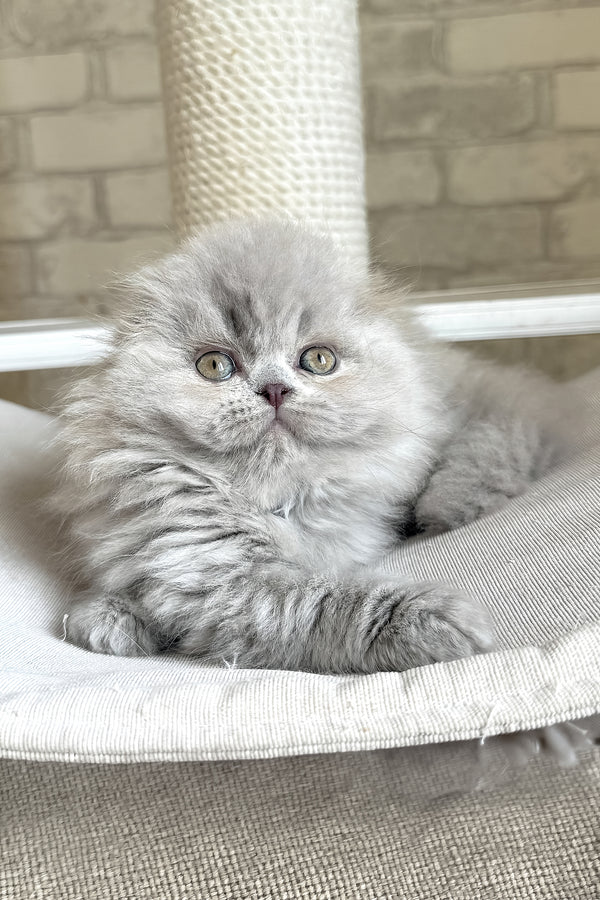 Kitty | Scottish Fold Longhair Kitten