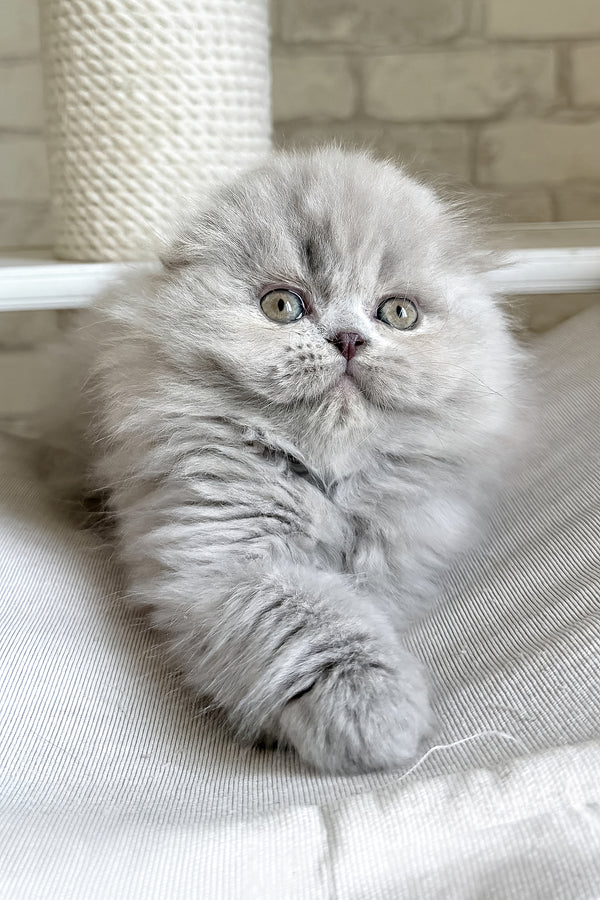 Kitty | Scottish Fold Longhair Kitten