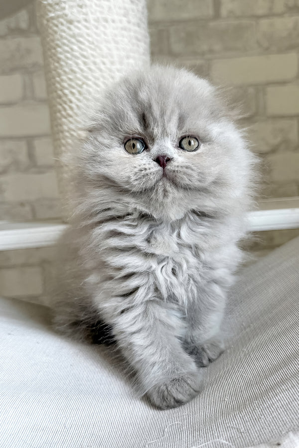 Kitty | Scottish Fold Longhair Kitten