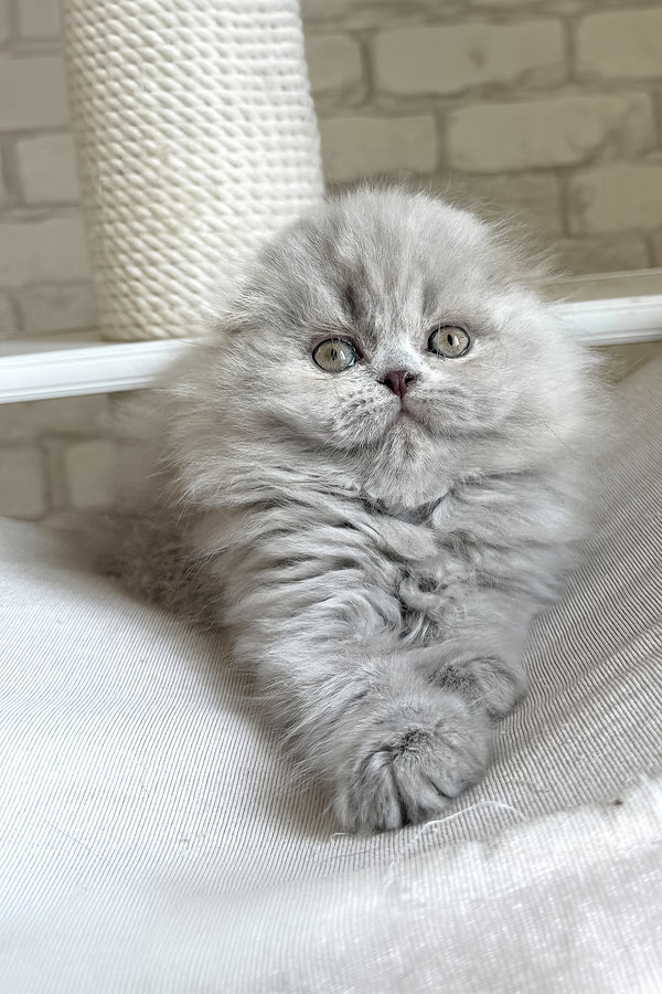 Kitty | Scottish Fold Longhair Kitten
