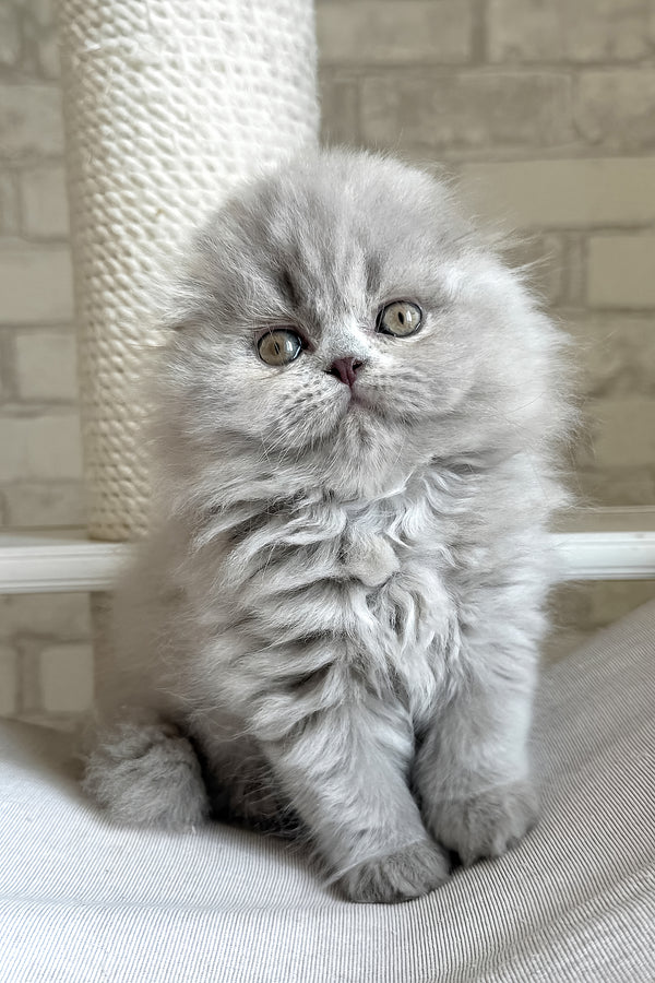 Kitty | Scottish Fold Longhair Kitten