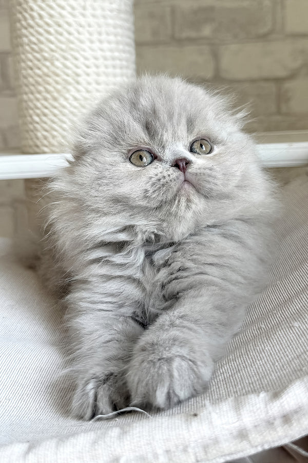 Kitty | Scottish Fold Longhair Kitten