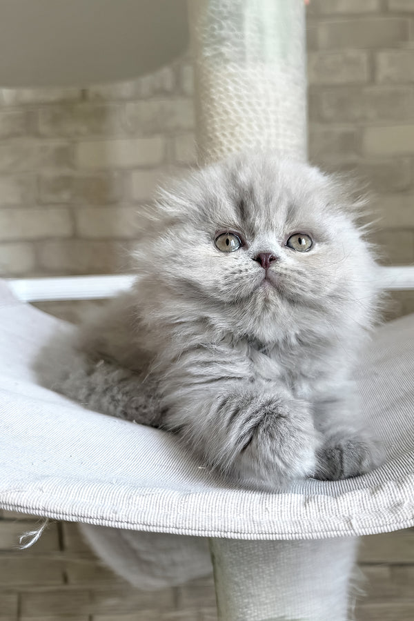 Kitty | Scottish Fold Longhair Kitten