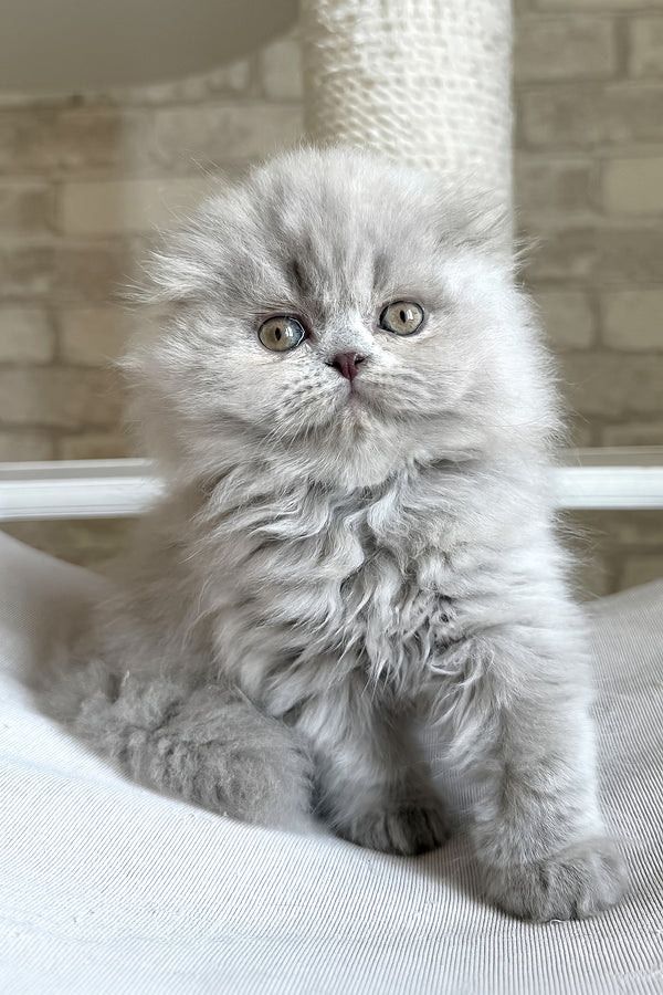 Kitty | Scottish Fold Longhair Kitten