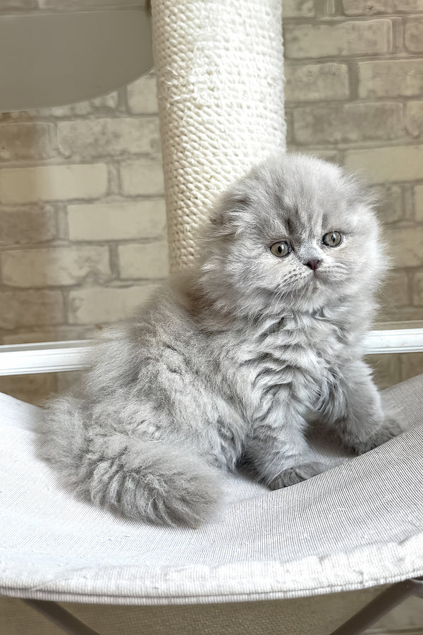 Kitty | Scottish Fold Longhair Kitten