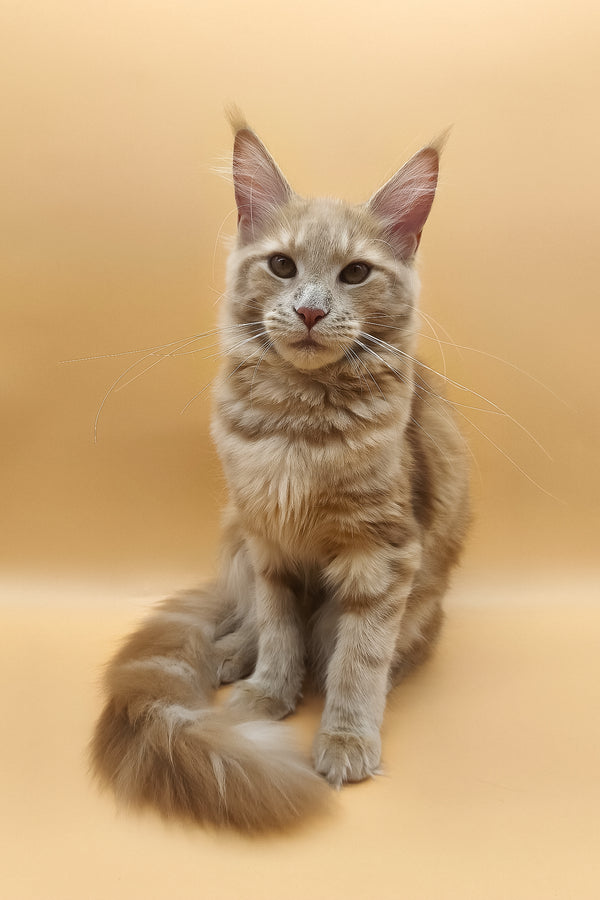 Kivi | Maine Coon Kitten