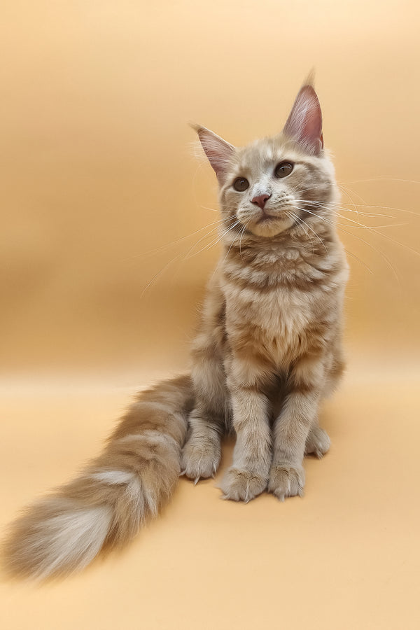 Kivi | Maine Coon Kitten