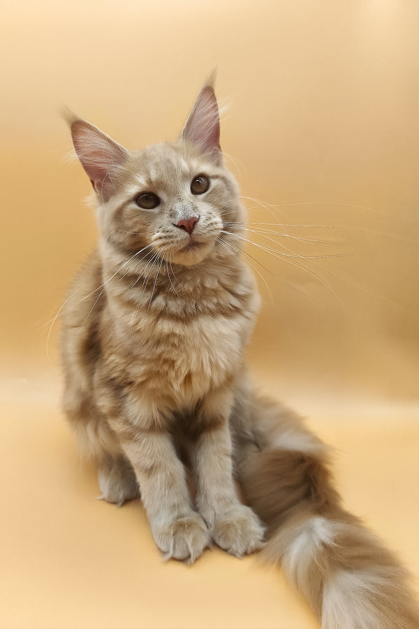 Kivi | Maine Coon Kitten