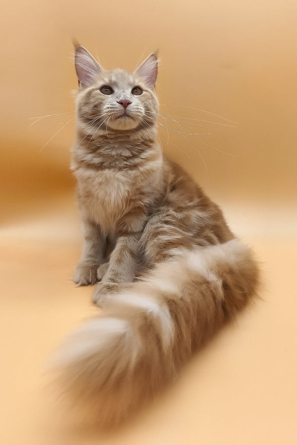 Kivi | Maine Coon Kitten