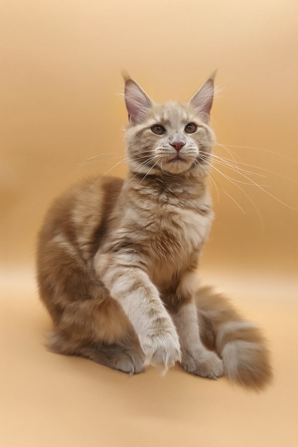 Kivi | Maine Coon Kitten