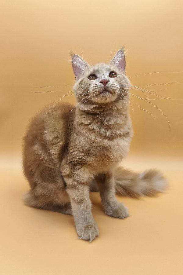 Kivi | Maine Coon Kitten