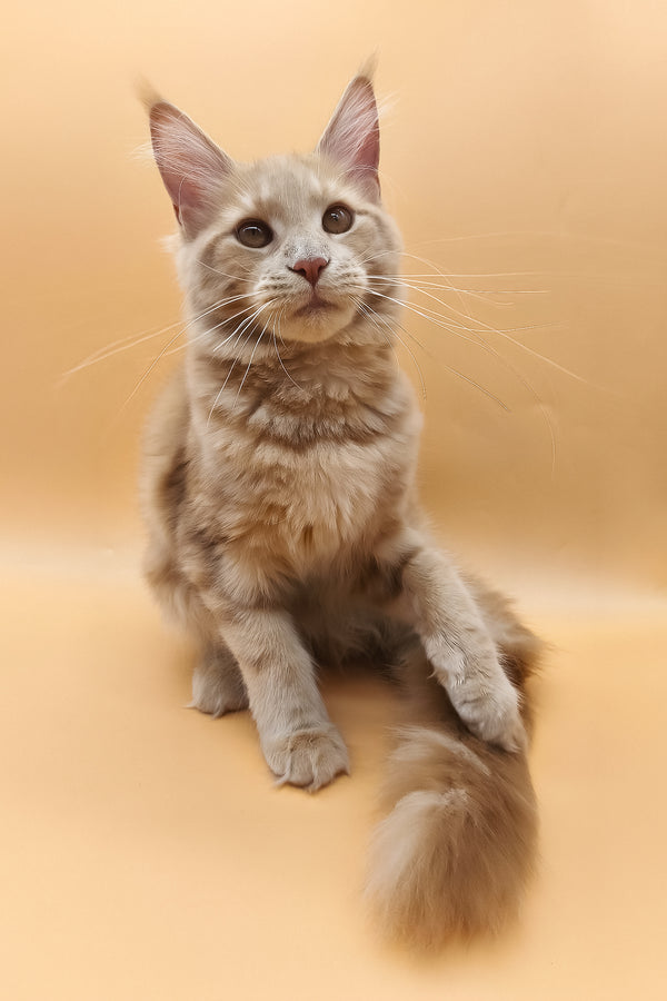 Kivi | Maine Coon Kitten