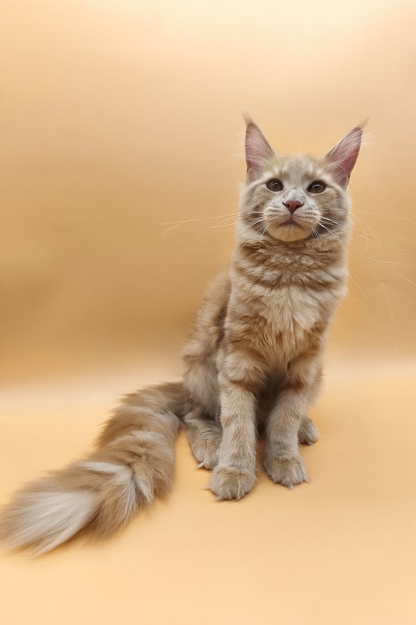 Kivi | Maine Coon Kitten