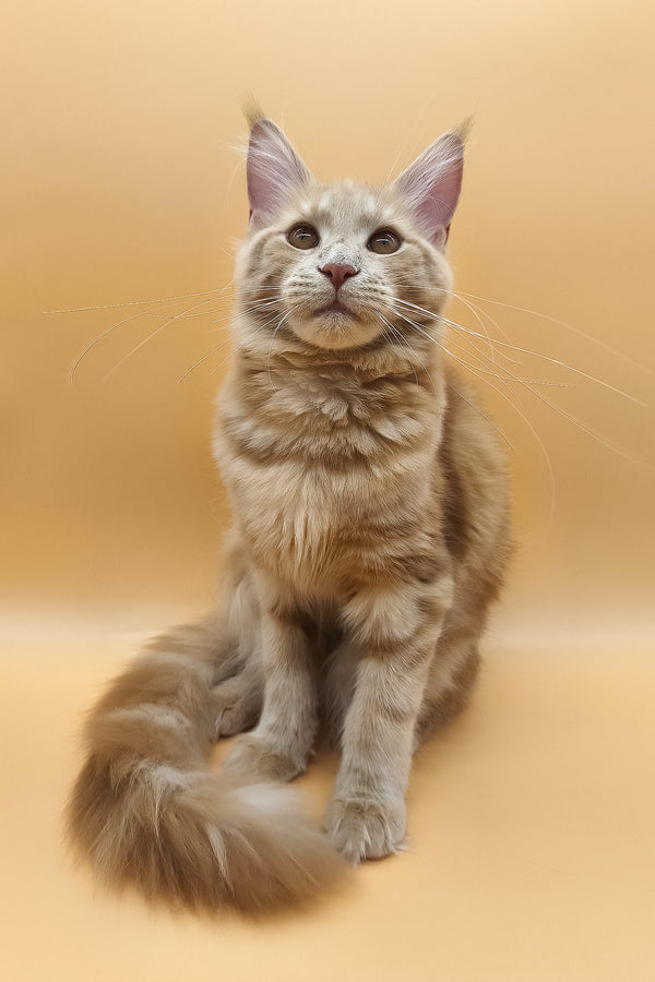 Kivi | Maine Coon Kitten