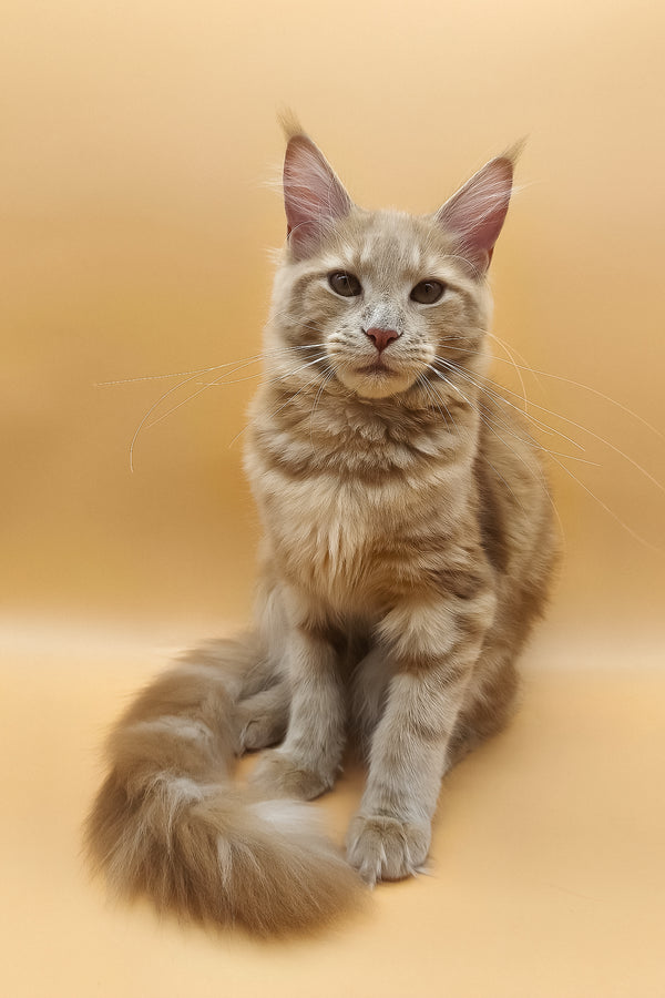 Kivi | Maine Coon Kitten