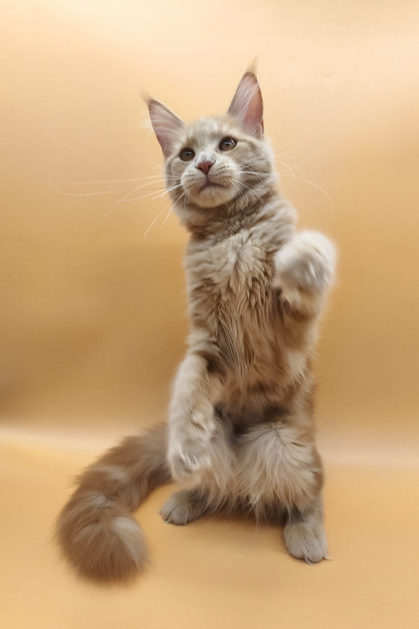 Kivi | Maine Coon Kitten