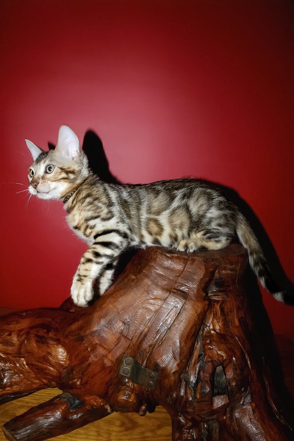 Klad | Bengal Kitten
