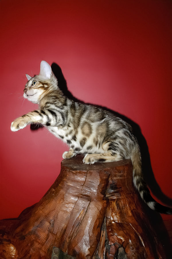 Klad | Bengal Kitten