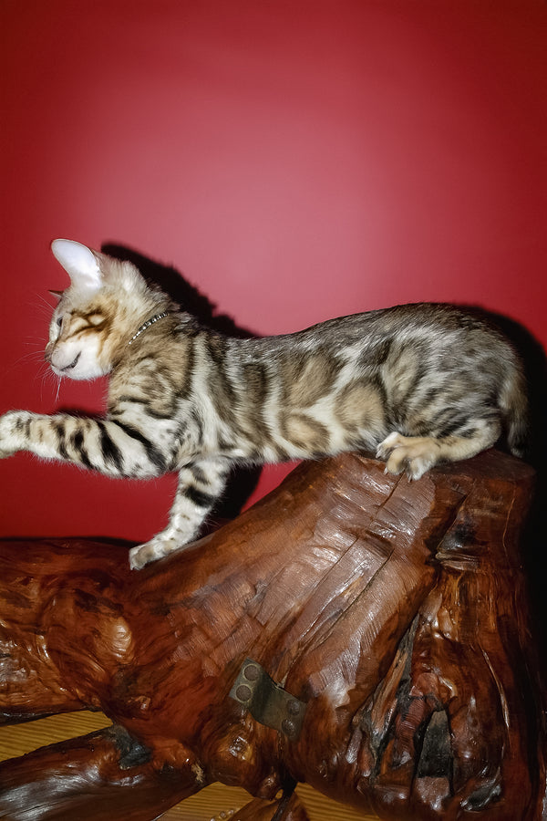 Klad | Bengal Kitten