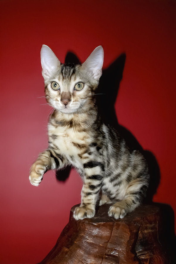 Klad | Bengal Kitten