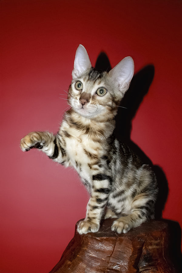 Klad | Bengal Kitten