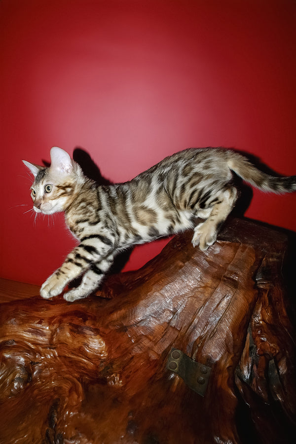 Klad | Bengal Kitten