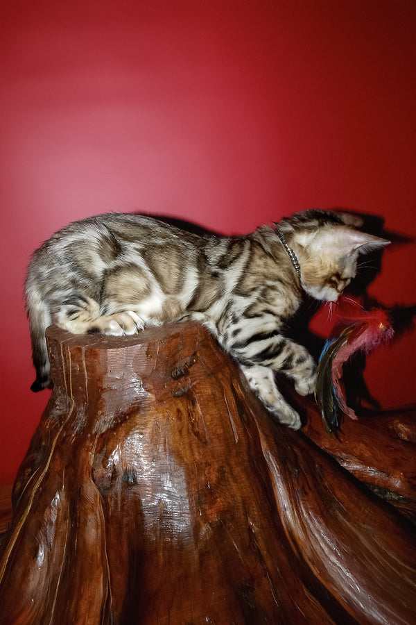 Klad | Bengal Kitten