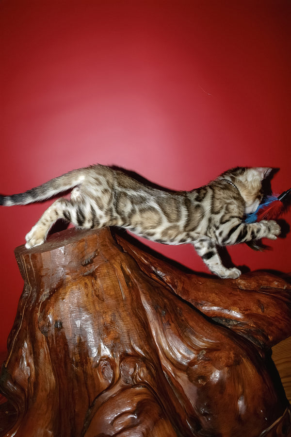 Klad | Bengal Kitten