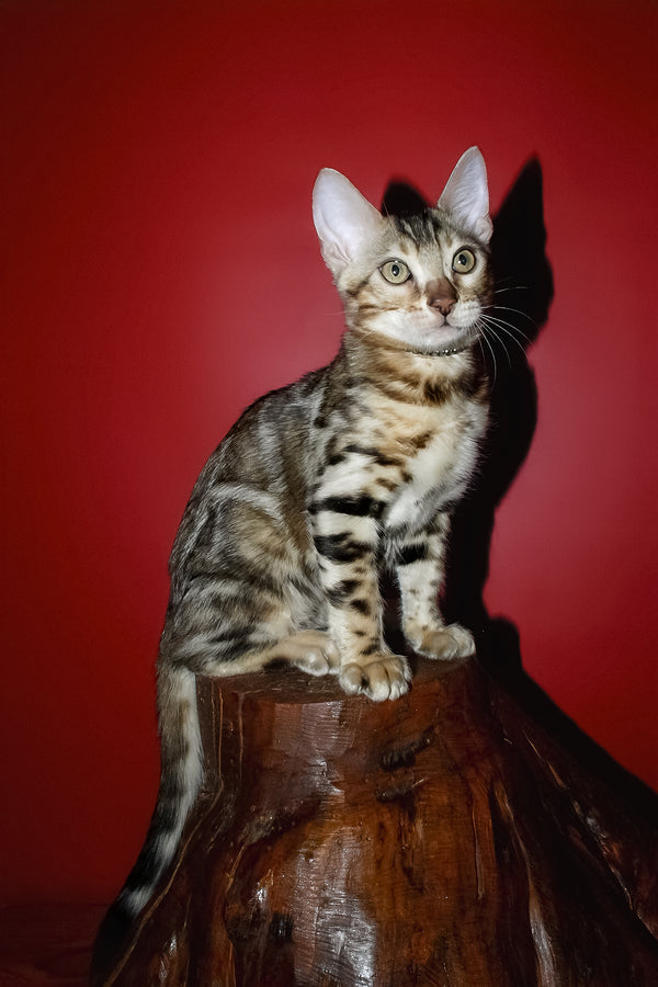 Klad | Bengal Kitten