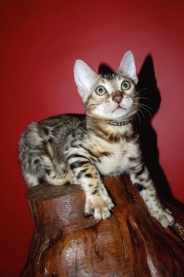 Klad | Bengal Kitten