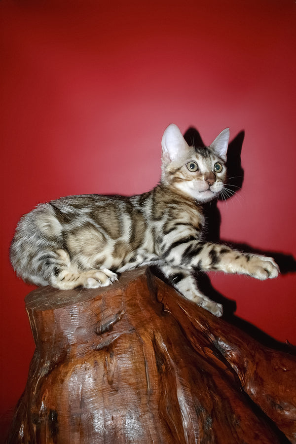 Klad | Bengal Kitten