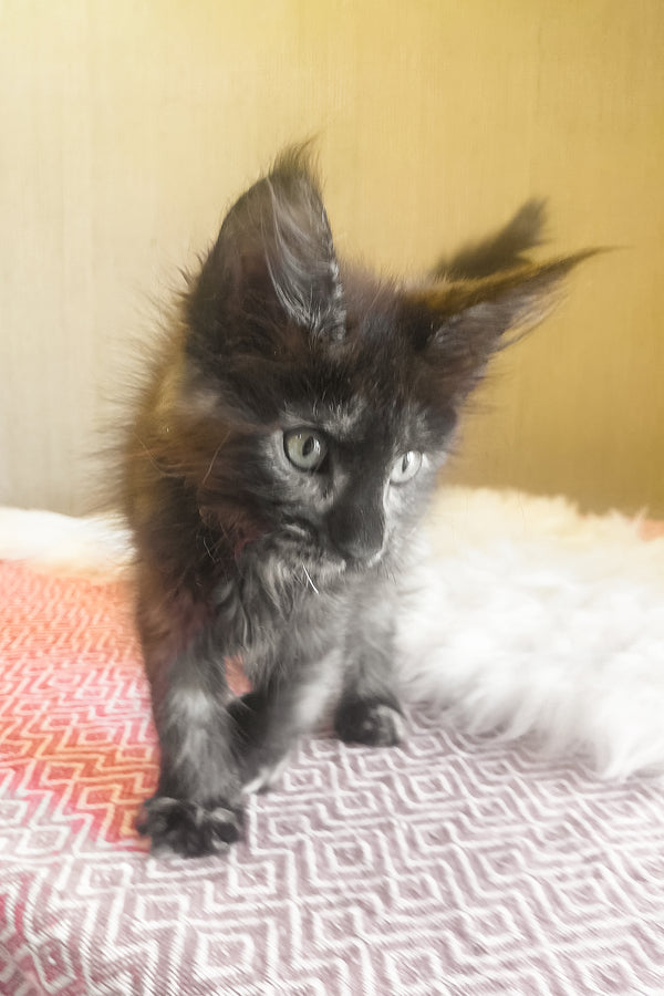 Kleopatra | Maine Coon Kitten