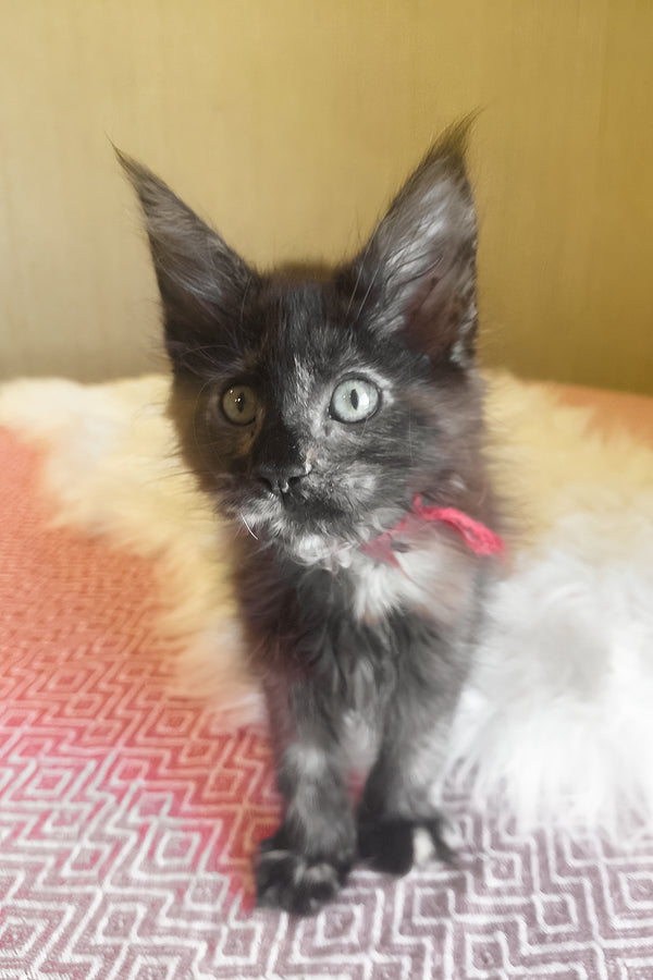 Kleopatra | Maine Coon Kitten