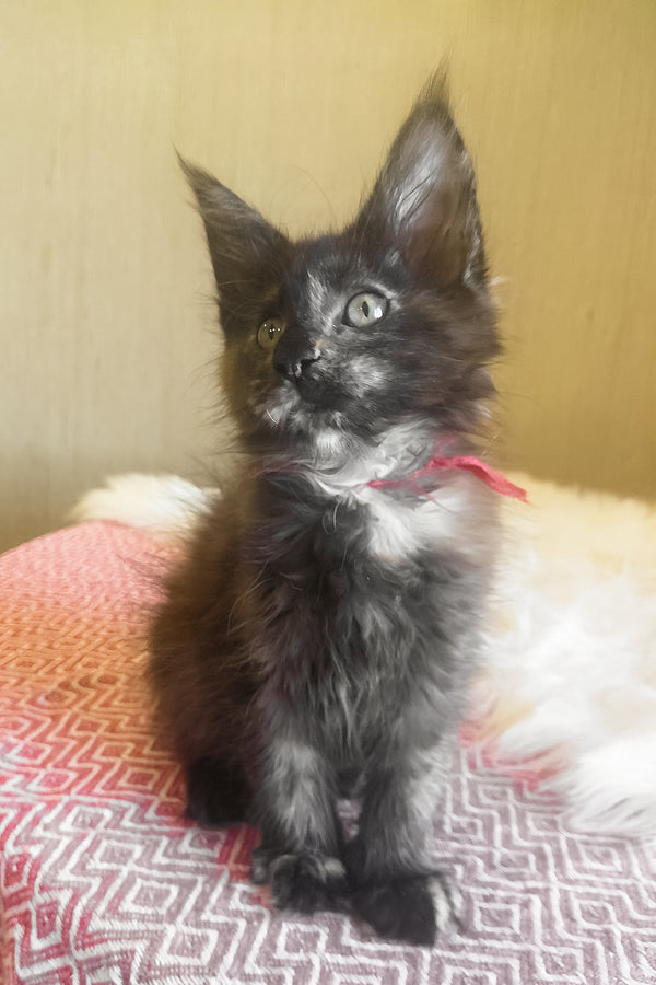 Kleopatra | Maine Coon Kitten