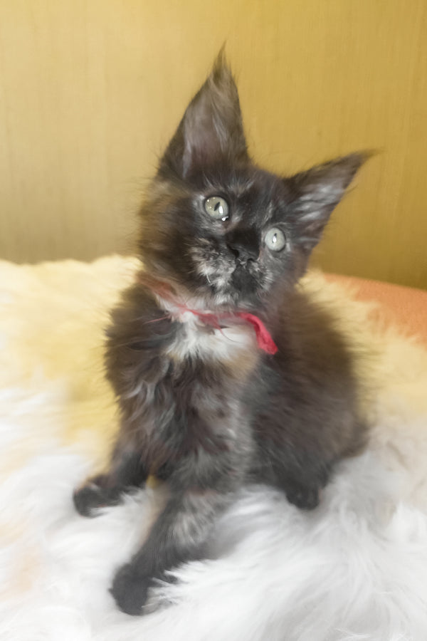 Kleopatra | Maine Coon Kitten