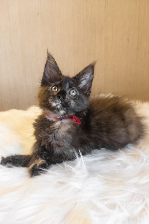 Kleopatra | Maine Coon Kitten