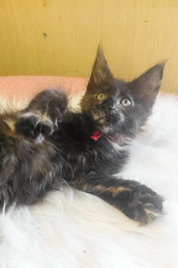 Kleopatra | Maine Coon Kitten