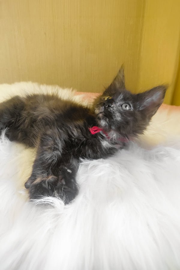 Kleopatra | Maine Coon Kitten