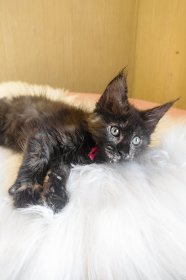 Kleopatra | Maine Coon Kitten