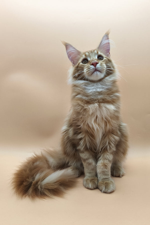 Klim | Maine Coon Kitten