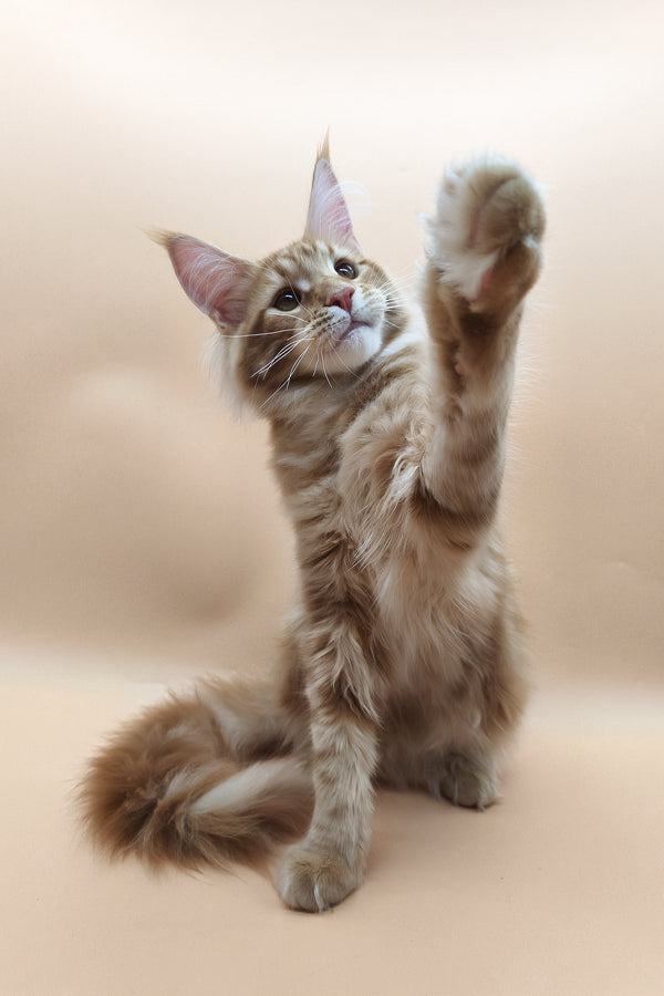 Klim | Maine Coon Kitten