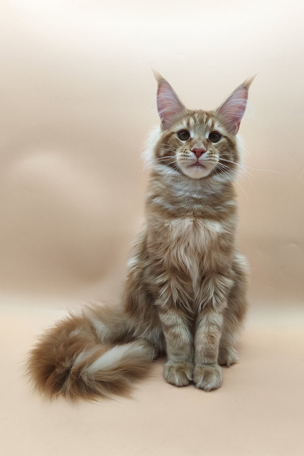Klim | Maine Coon Kitten
