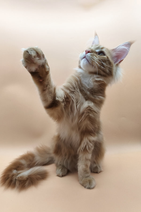 Klim | Maine Coon Kitten